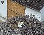 Capi_Dubne_20260601_090502.jpg