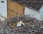 Capi_Dubne_20260601_091504.jpg