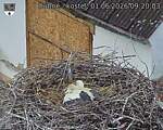 Capi_Dubne_20260601_092003.jpg