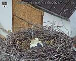 Capi_Dubne_20260601_093004.jpg