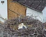 Capi_Dubne_20260601_094003.jpg