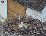 Capi_Dubne_20260601_095002.jpg