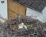 Capi_Dubne_20260601_095503.jpg