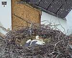 Capi_Dubne_20260601_101002.jpg