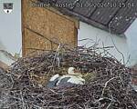 Capi_Dubne_20260601_101504.jpg