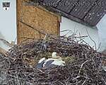Capi_Dubne_20260601_102503.jpg