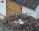 Capi_Dubne_20260601_103502.jpg