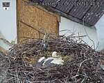 Capi_Dubne_20260601_104003.jpg