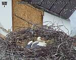 Capi_Dubne_20260601_104503.jpg