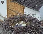 Capi_Dubne_20260601_105502.jpg