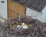 Capi_Dubne_20260601_110503.jpg