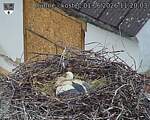 Capi_Dubne_20260601_112003.jpg