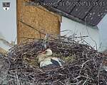Capi_Dubne_20260601_113503.jpg
