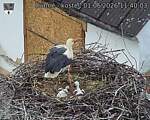 Capi_Dubne_20260601_114003.jpg