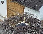Capi_Dubne_20260601_114503.jpg