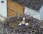 Capi_Dubne_20260601_121002.jpg