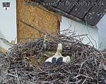 Capi_Dubne_20260601_121504.jpg