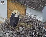 Capi_Dubne_20260601_123003.jpg