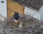 Capi_Dubne_20260601_130503.jpg