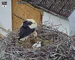 Capi_Dubne_20260601_131003.jpg