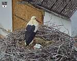 Capi_Dubne_20260601_133003.jpg