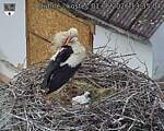 Capi_Dubne_20260601_133504.jpg