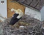 Capi_Dubne_20260601_134003.jpg