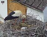 Capi_Dubne_20260601_134503.jpg