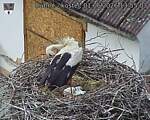 Capi_Dubne_20260601_135503.jpg