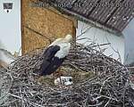 Capi_Dubne_20260601_140003.jpg