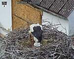 Capi_Dubne_20260601_141003.jpg