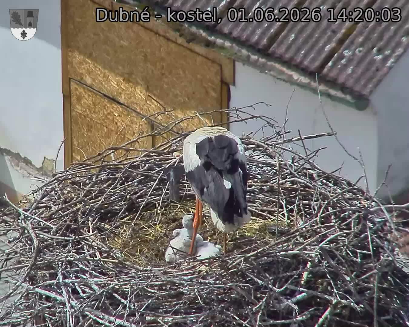 Capi_Dubne_20260601_142003.jpg (1350&nbsp;x&nbsp;1080)