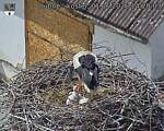Capi_Dubne_20260601_142003.jpg