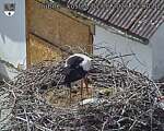 Capi_Dubne_20260601_150002.jpg
