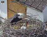 Capi_Dubne_20260601_150503.jpg
