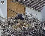 Capi_Dubne_20260601_152503.jpg