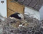 Capi_Dubne_20260601_154002.jpg