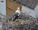 Capi_Dubne_20260601_160003.jpg
