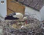 Capi_Dubne_20260601_161003.jpg