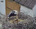 Capi_Dubne_20260601_161503.jpg