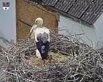 Capi_Dubne_20260601_163503.jpg