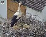 Capi_Dubne_20260601_165003.jpg
