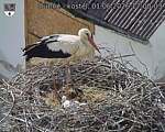 Capi_Dubne_20260601_170003.jpg