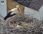 Capi_Dubne_20260601_170503.jpg