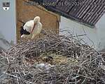 Capi_Dubne_20260601_171003.jpg