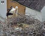 Capi_Dubne_20260601_171502.jpg