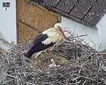 Capi_Dubne_20260601_173503.jpg