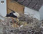 Capi_Dubne_20260601_180003.jpg