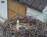 Capi_Dubne_20260601_184003.jpg