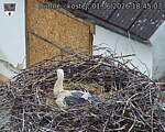 Capi_Dubne_20260601_184503.jpg
